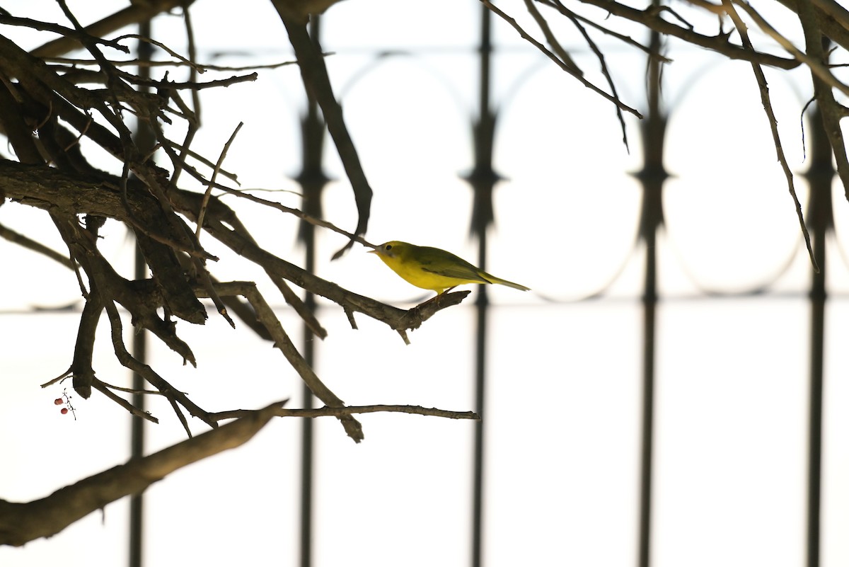 Wilson's Warbler - ML645350251
