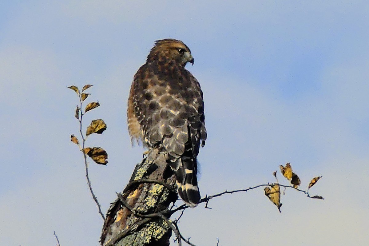 Red-shouldered Hawk - ML645350267