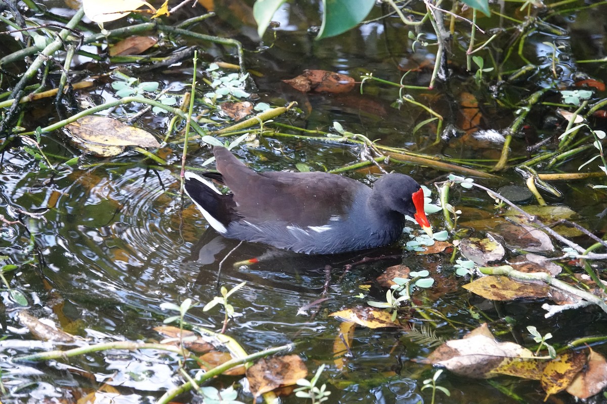 Курочка латиноамериканська - ML645350333