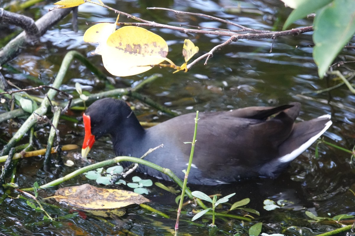 Курочка латиноамериканська - ML645350337