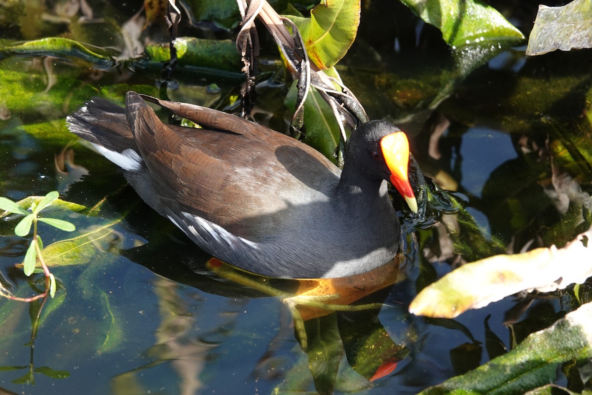 Курочка латиноамериканська - ML645350339