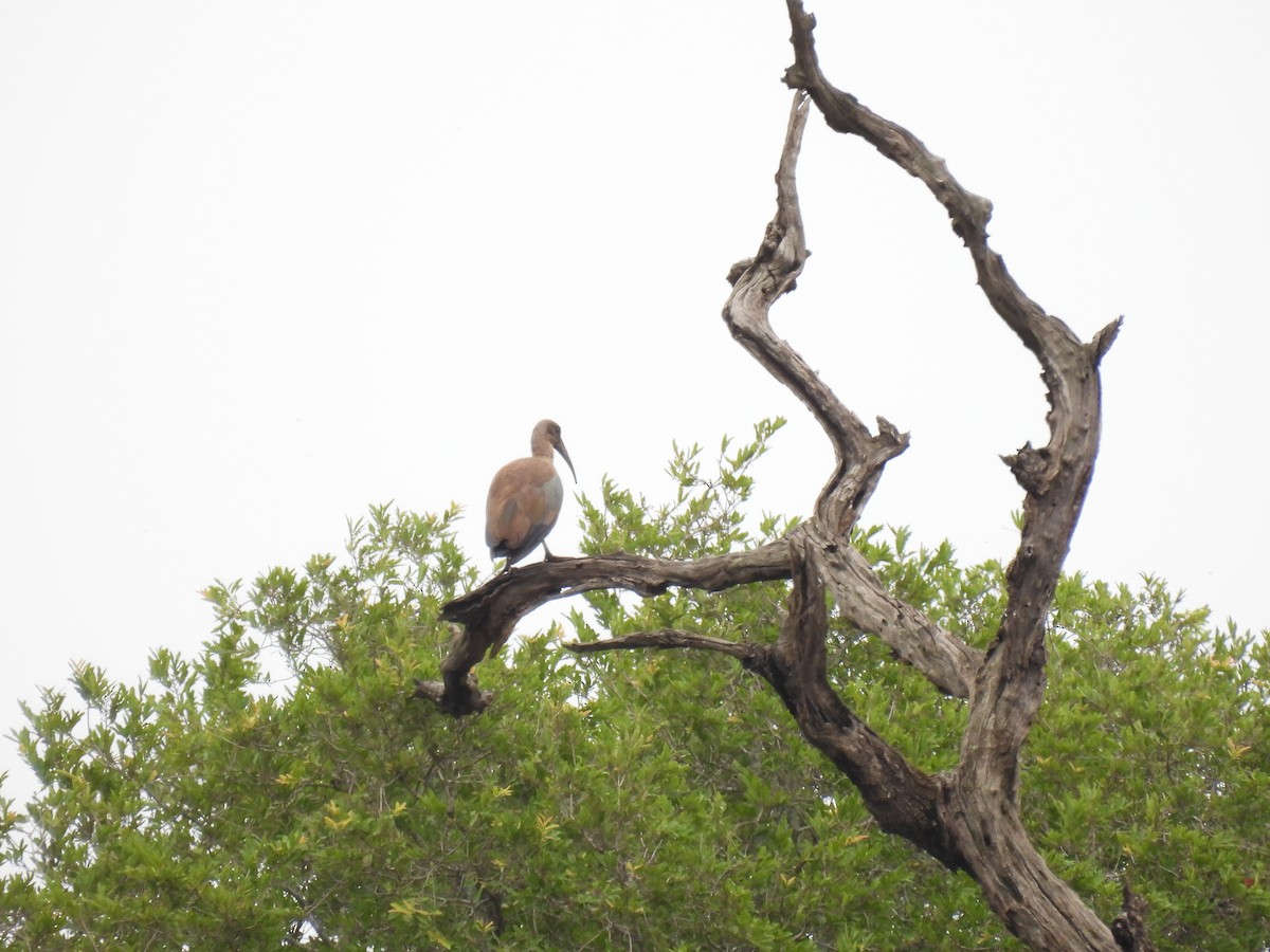 Hadada Ibis - ML645350364