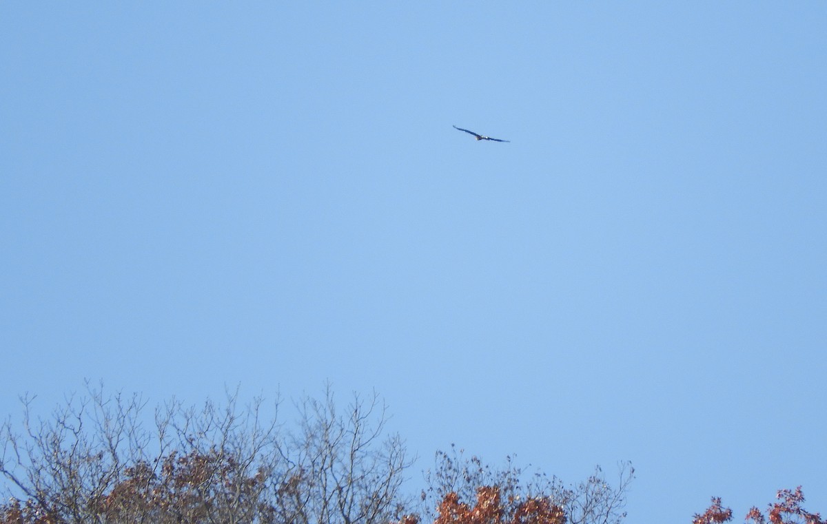 Белоголовый орлан - ML645350368