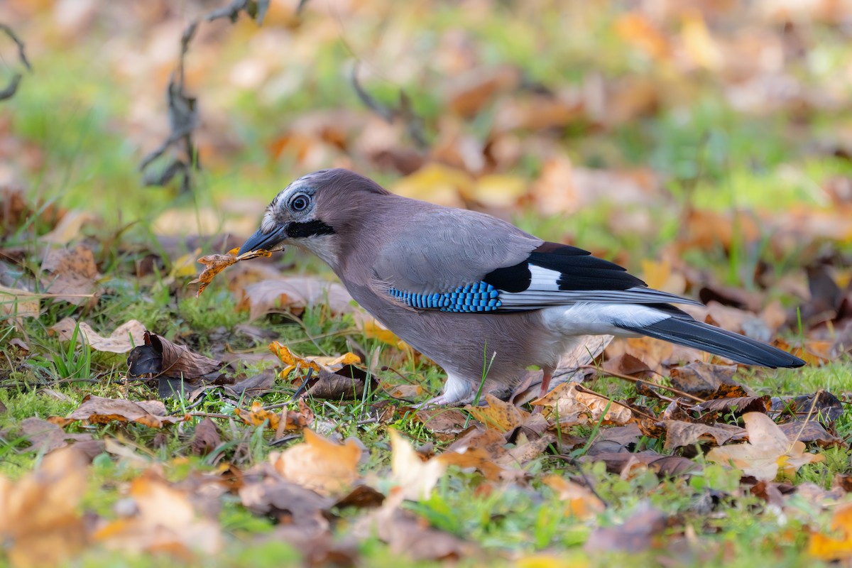 sojka obecná [skupina glandarius] - ML645350381