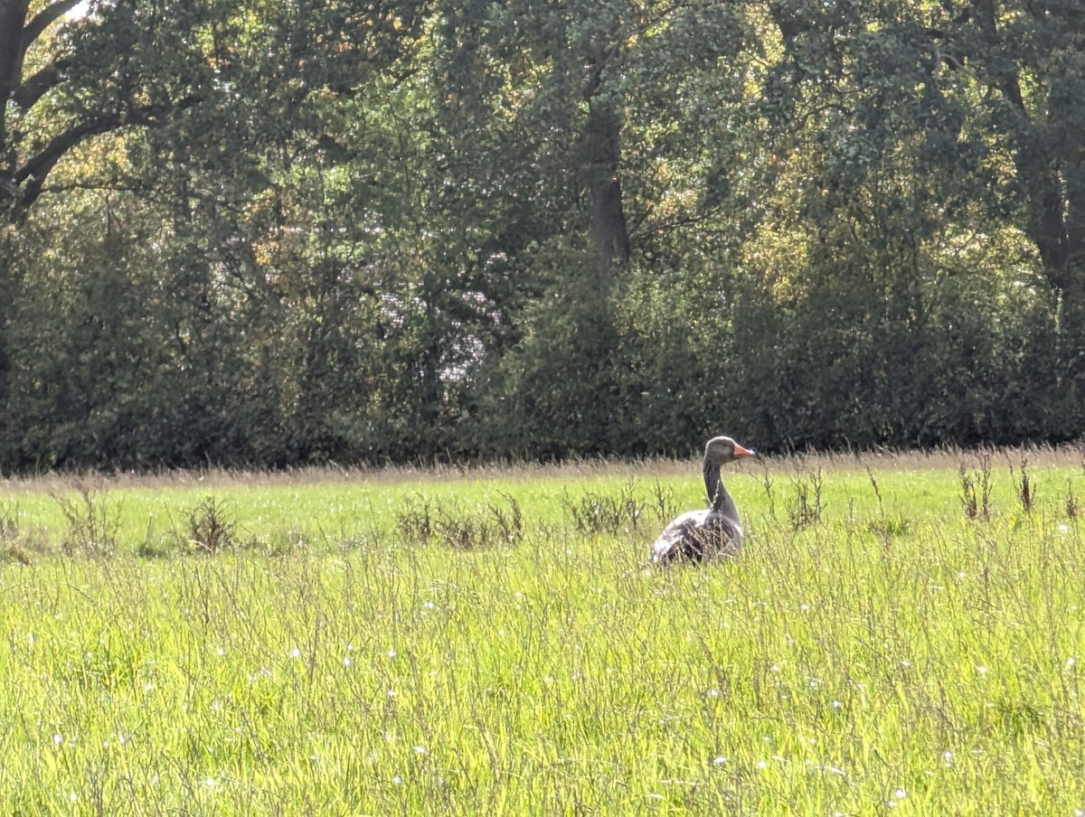 灰雁 - ML645350397