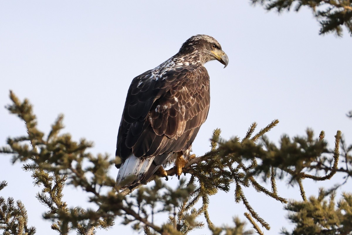 Белоголовый орлан - ML645350398