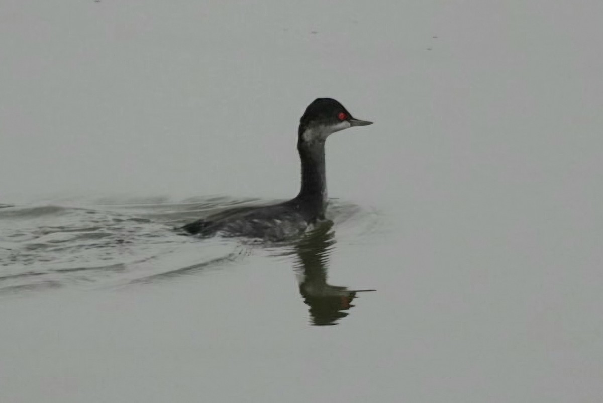 Eared Grebe - ML645350411
