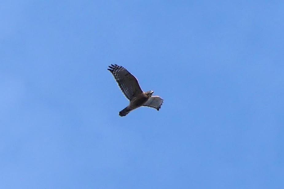 Red-shouldered Hawk - ML645350451