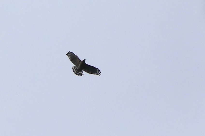 Red-shouldered Hawk - ML645350452