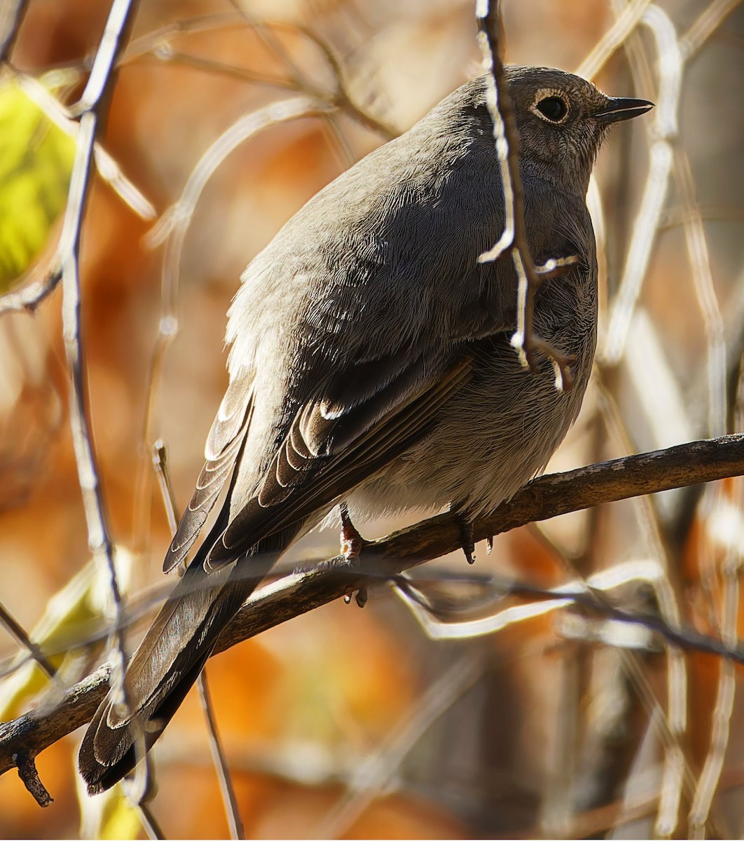Townsend's Solitaire - ML645350459