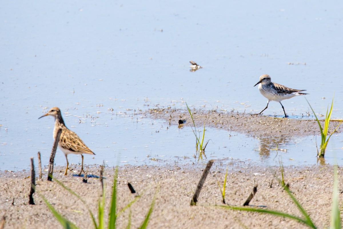 Бонапартов песочник - ML645350463