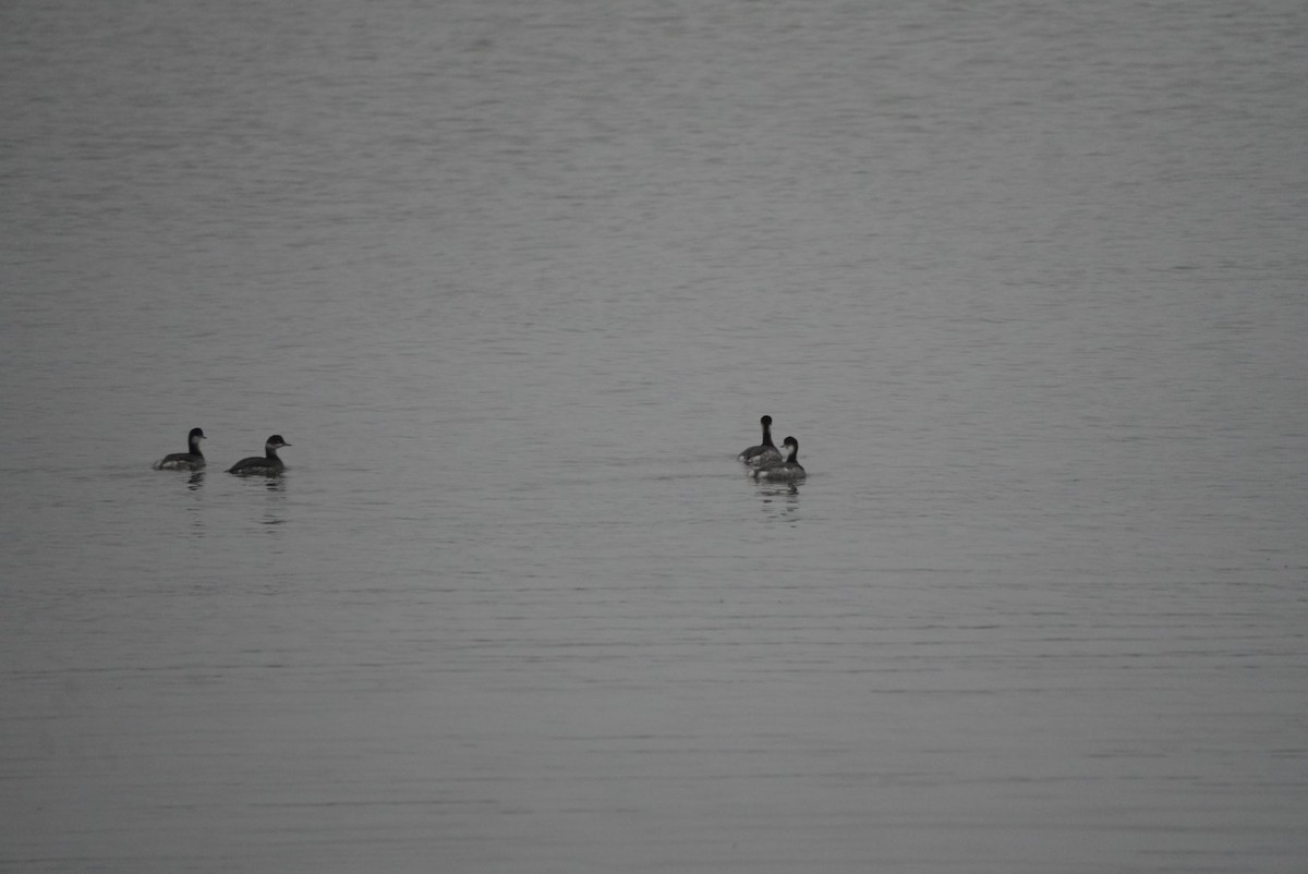 Eared Grebe - ML645350471