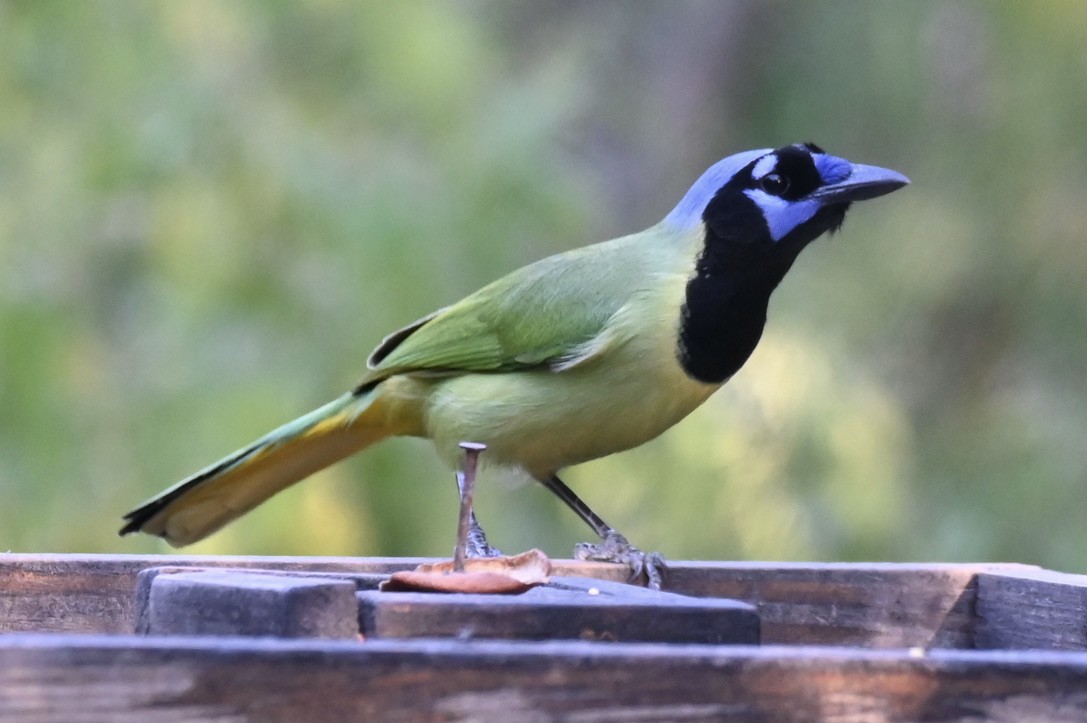 Geai vert - ML645350487