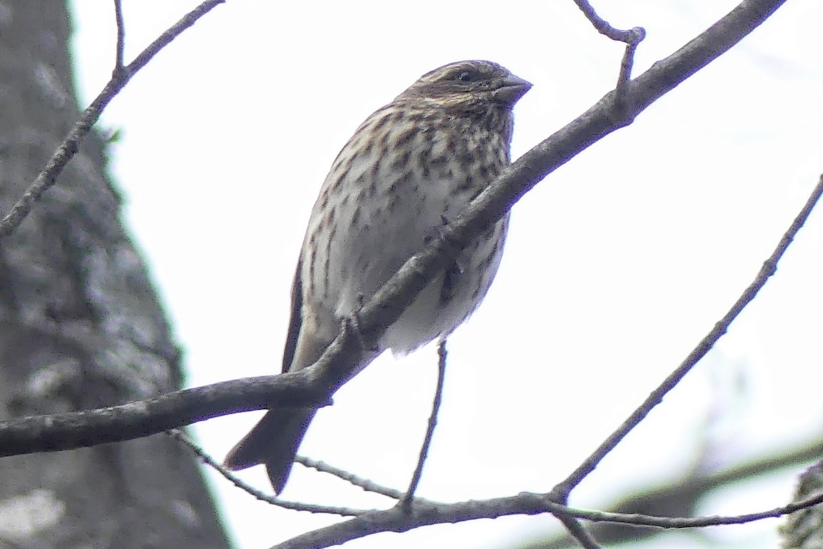 Camachuelo Purpúreo - ML645350489
