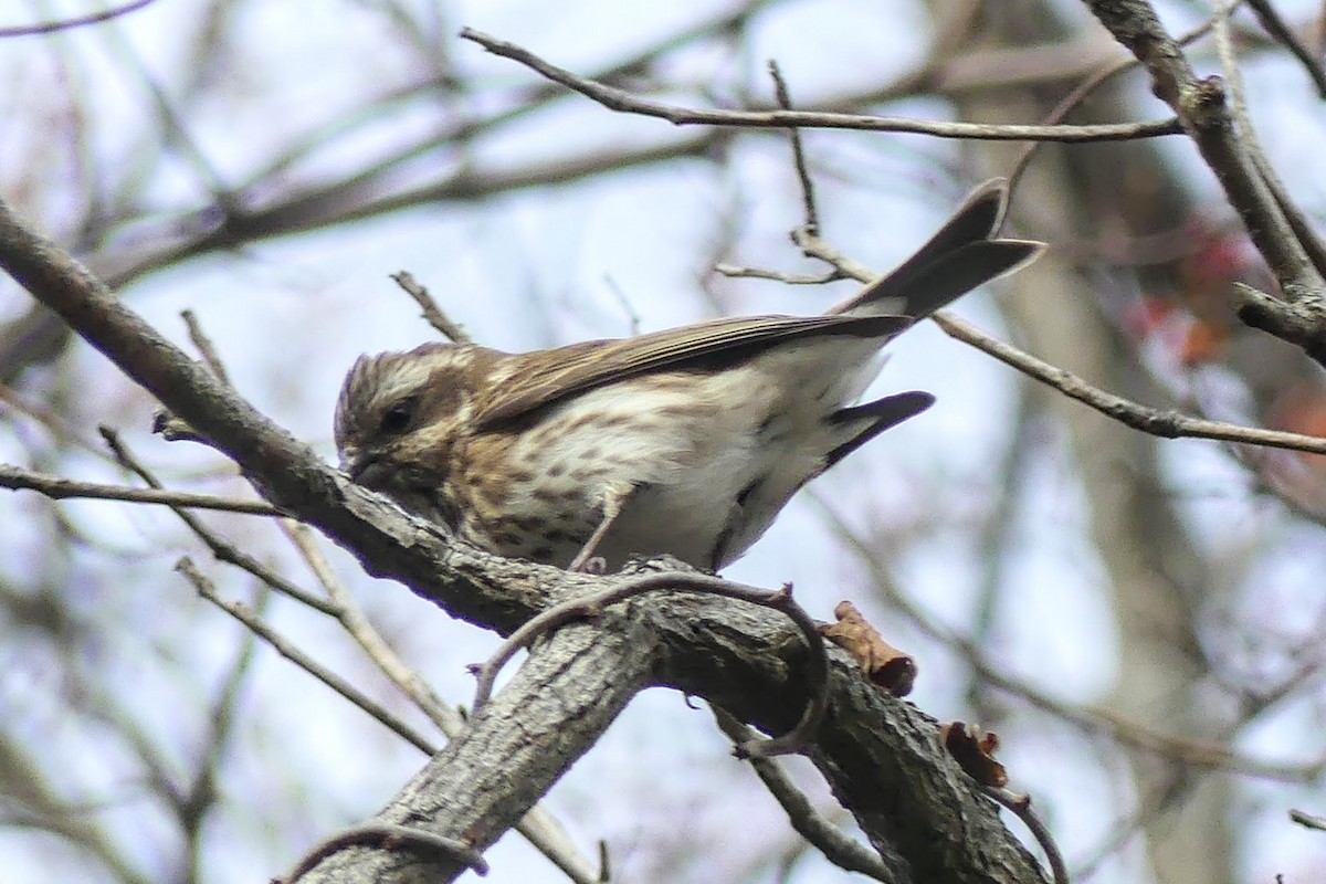 Camachuelo Purpúreo - ML645350490