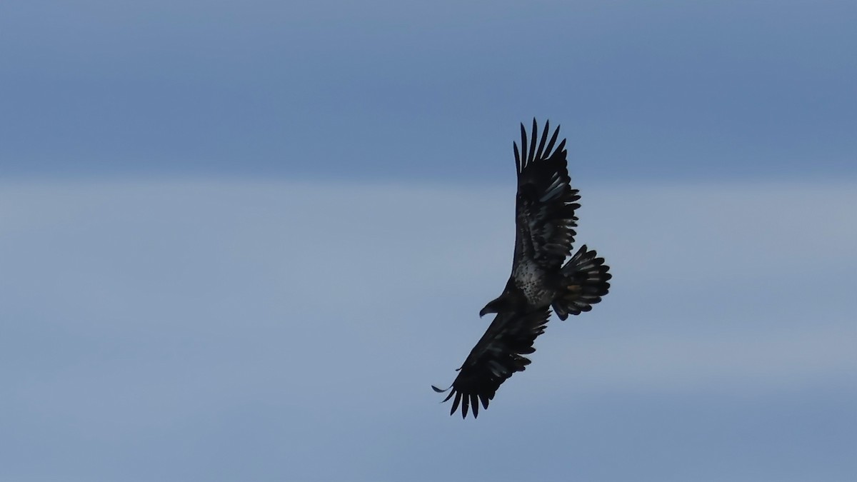 Белоголовый орлан - ML645350504