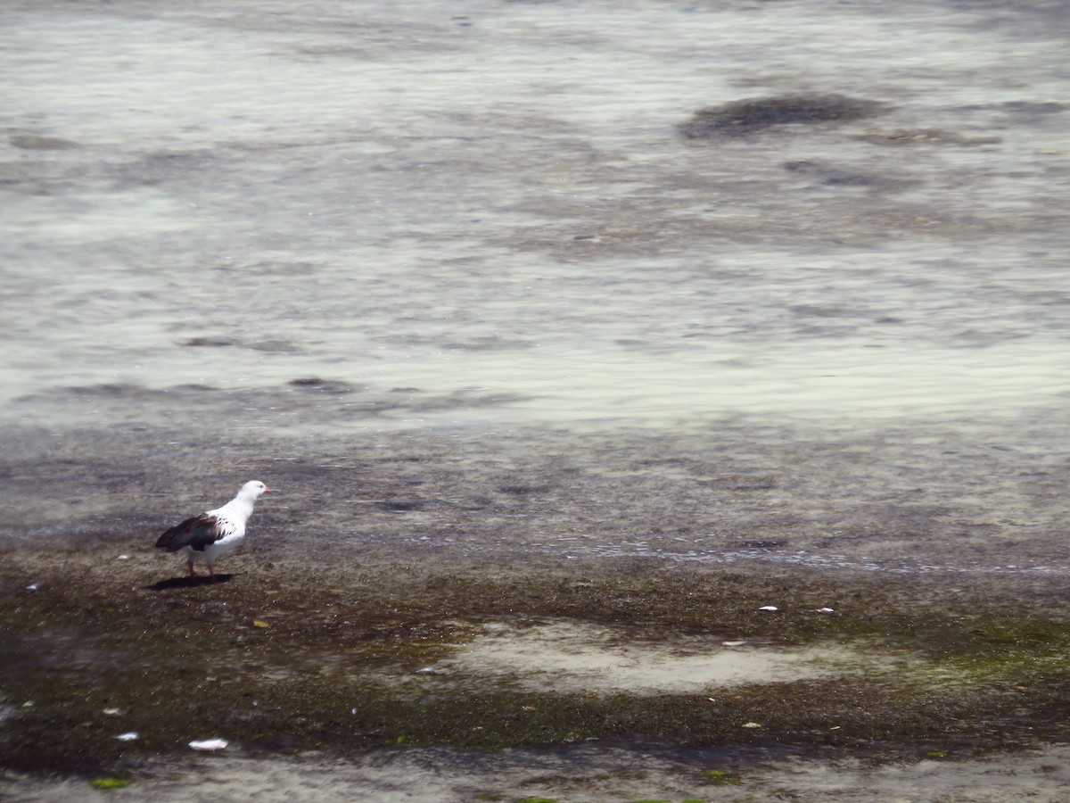 Andean Gull - ML645350506