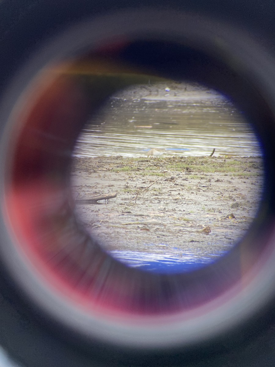 Dunlin - ML645350510