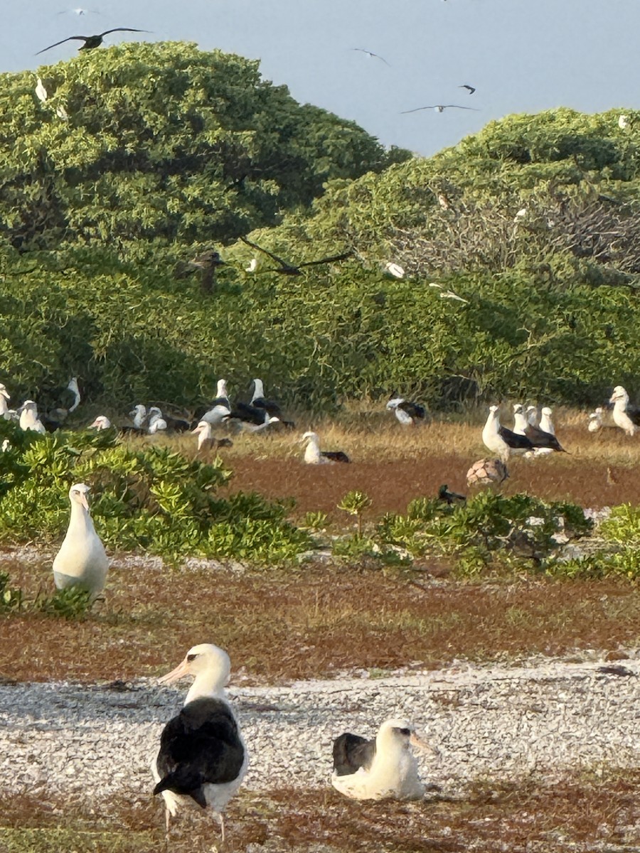 Mallard - ML645350522