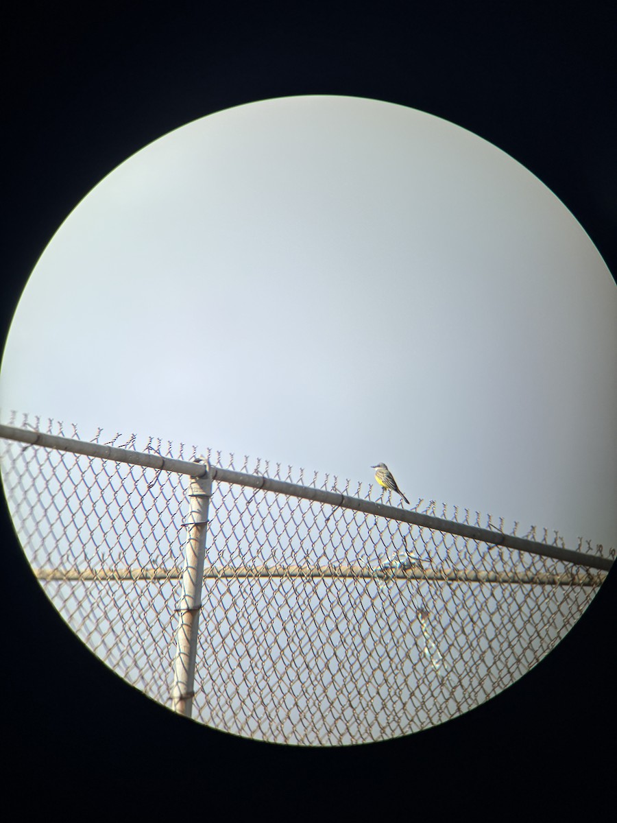 Tropical Kingbird - ML645350527