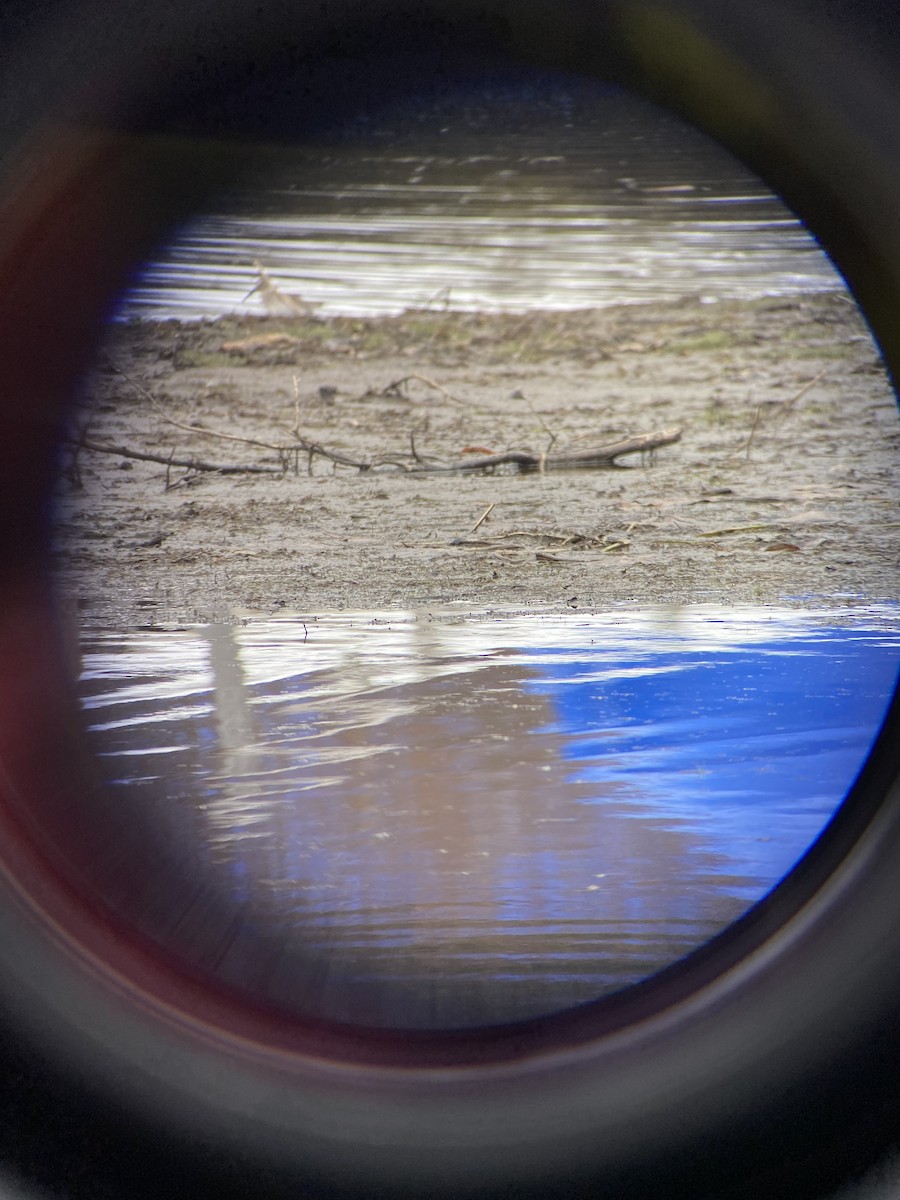 Dunlin - ML645350531