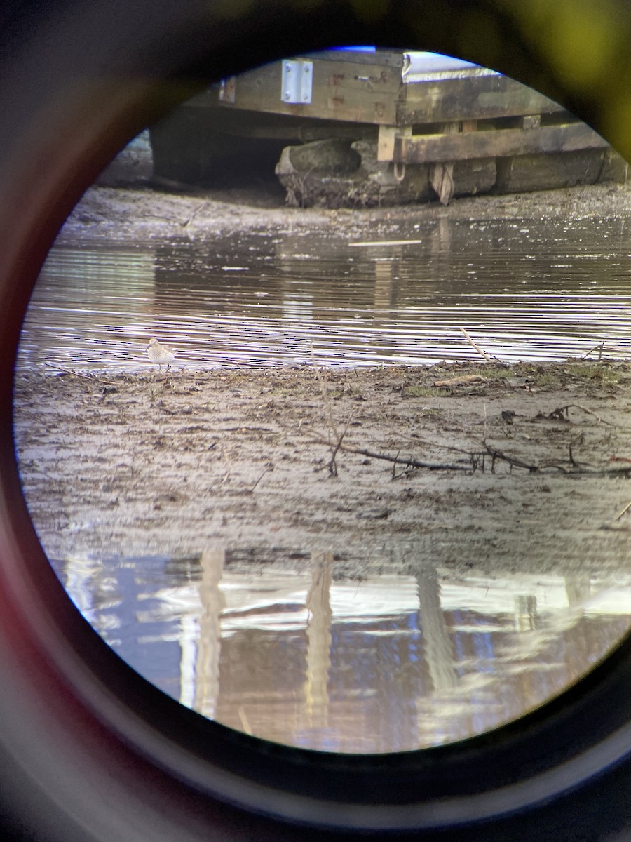 Dunlin - ML645350538