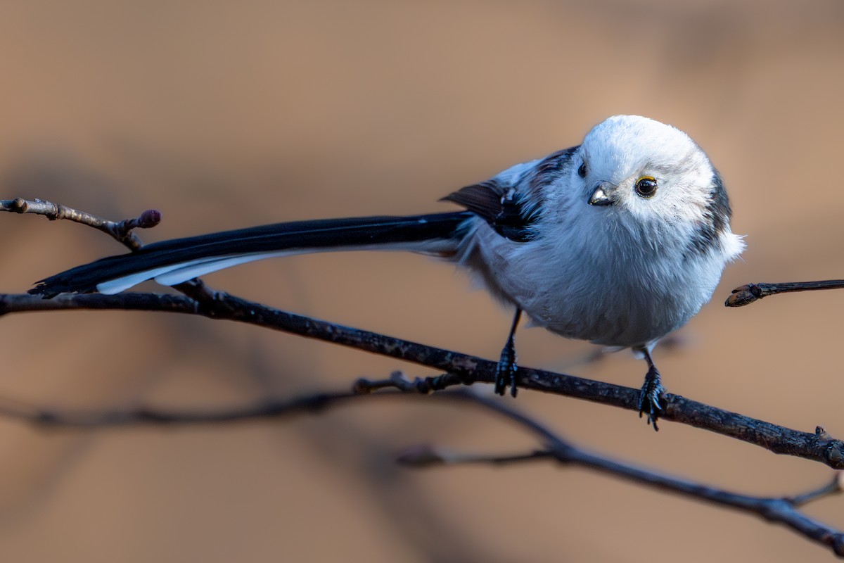 mlynařík dlouhoocasý [skupina europaeus] - ML645350541