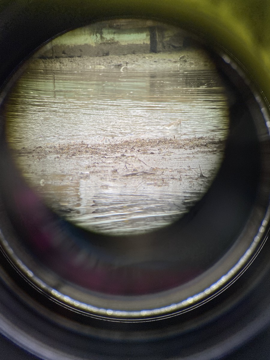 Dunlin - ML645350544