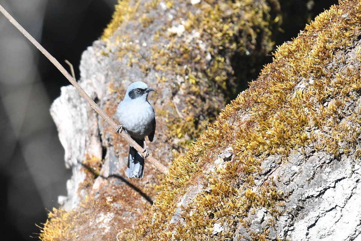 Prachtsibia - ML645350559