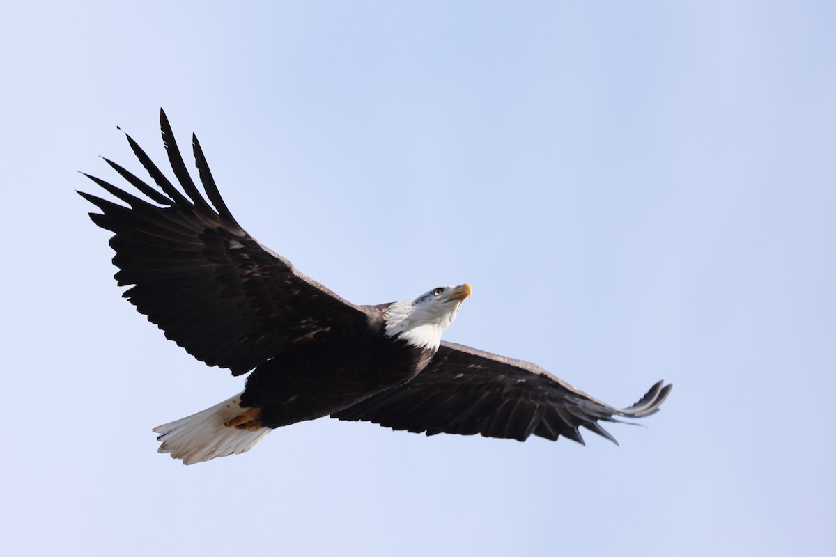 Белоголовый орлан - ML645350568