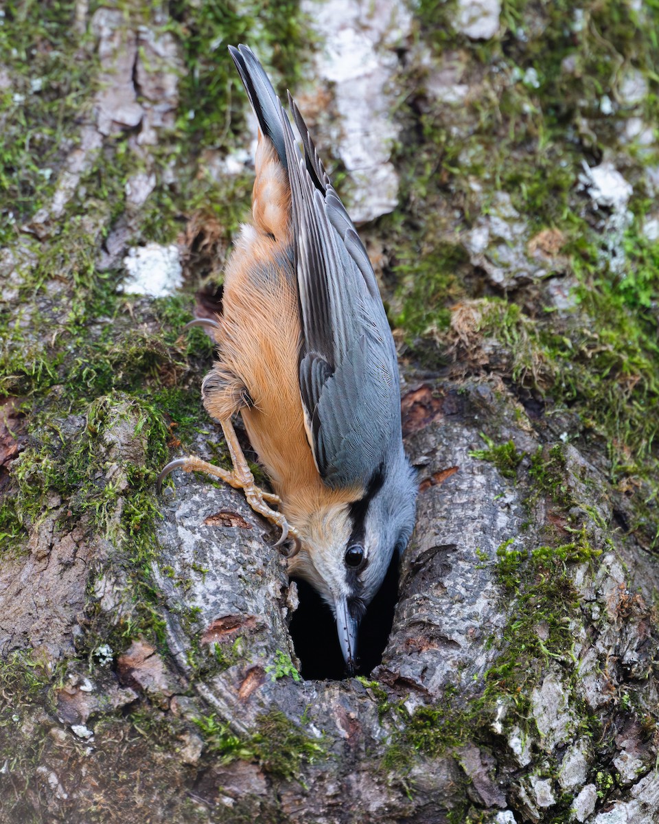 Повзик звичайний [група europaea] - ML645350584