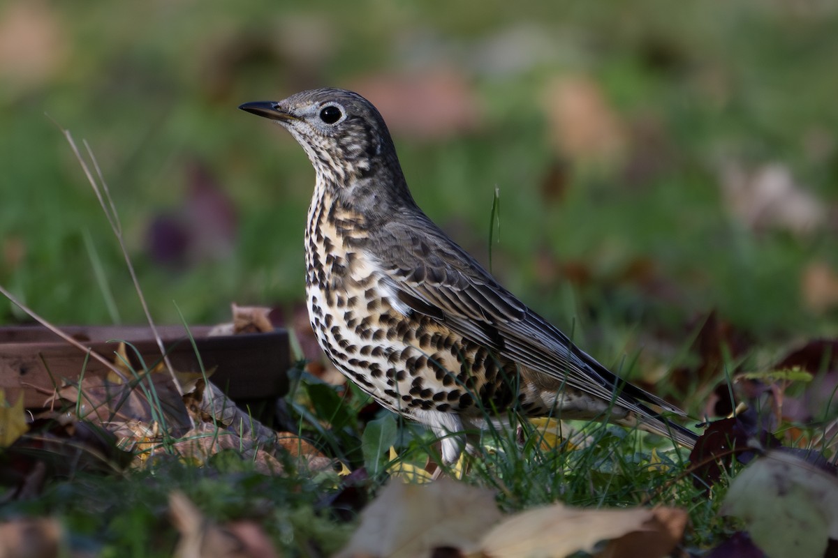 Mistle Thrush - ML645350606
