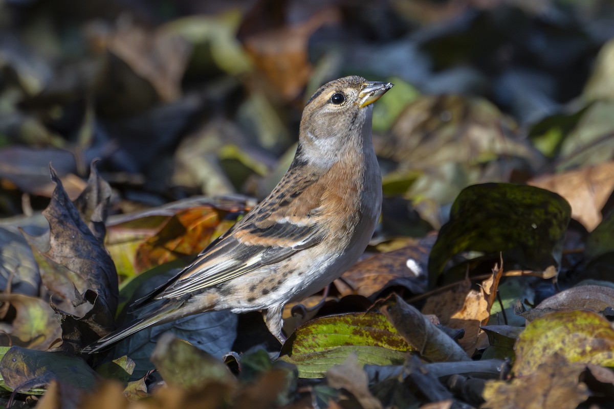 pěnkava jikavec - ML645350639