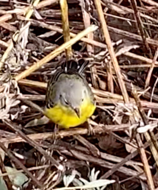 Magnolia Warbler - ML645350653
