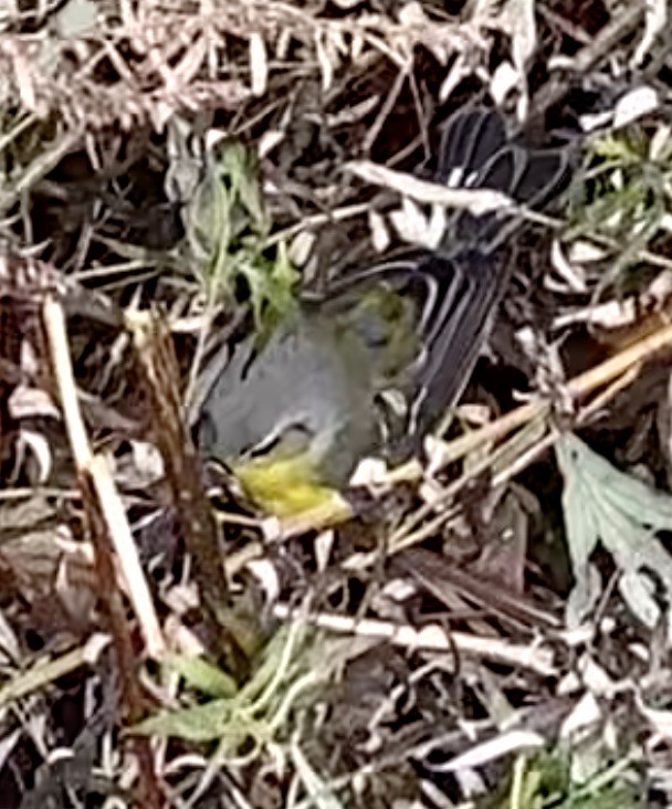 Magnolia Warbler - ML645350658