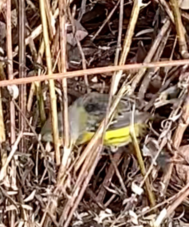 Magnolia Warbler - ML645350659