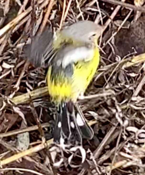 Magnolia Warbler - ML645350661