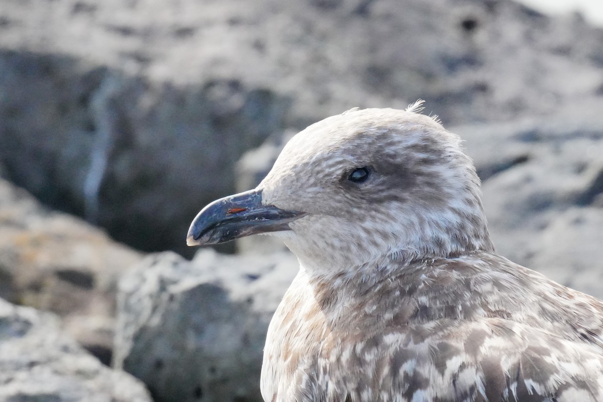 Yellow-legged Gull - ML645350671