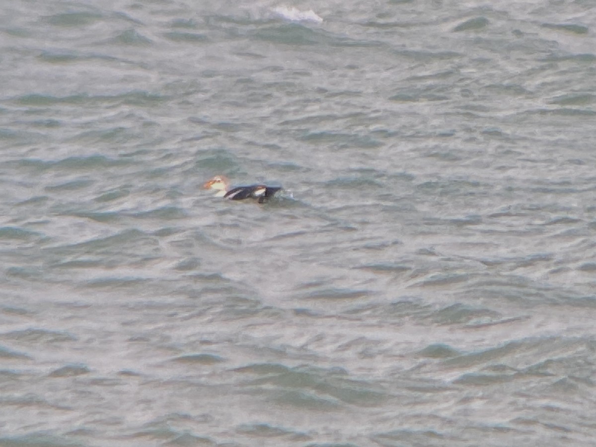 King Eider - ML645350676