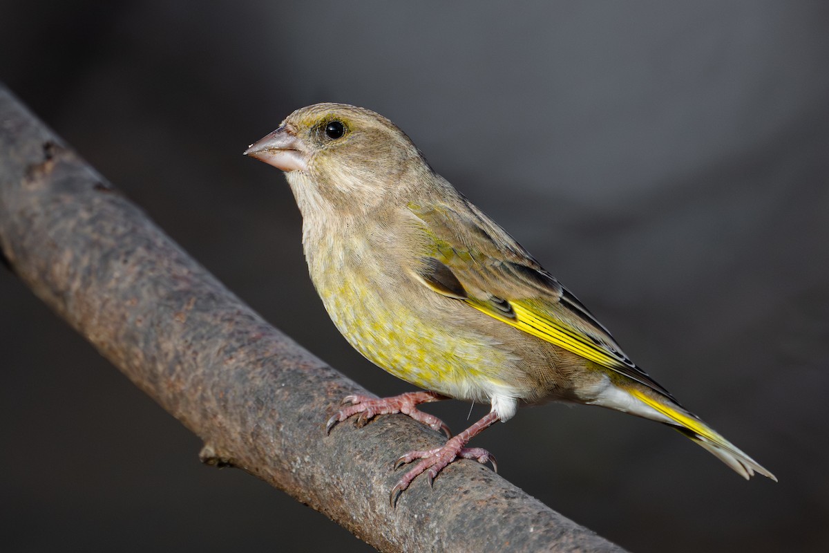 zvonek zelený - ML645350677