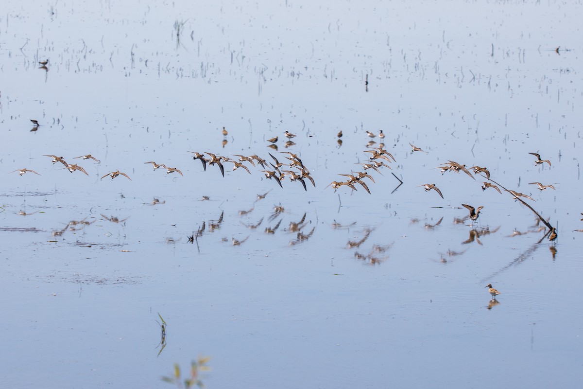 Бонапартов песочник - ML645350678