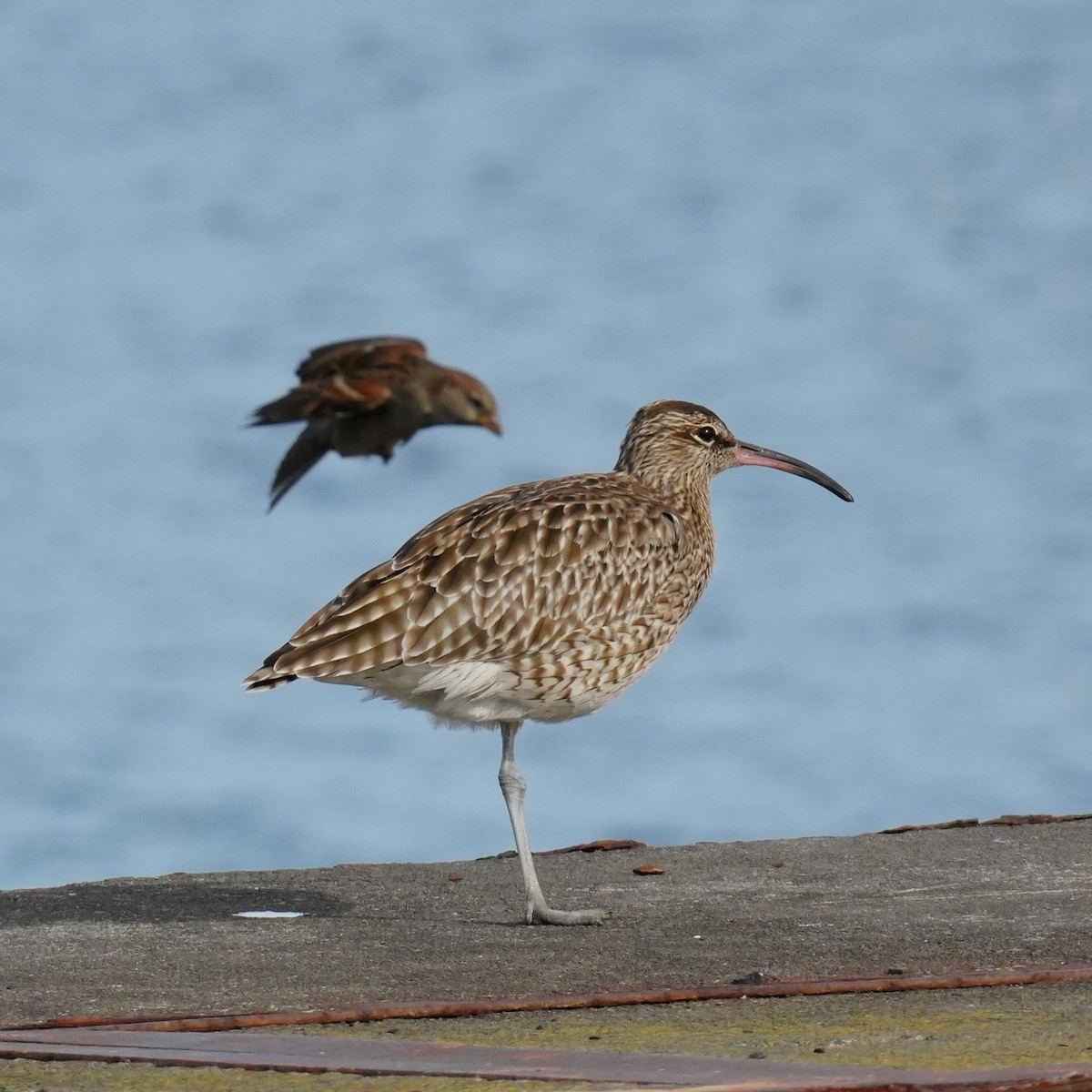 Eurasian Whimbrel - ML645350681