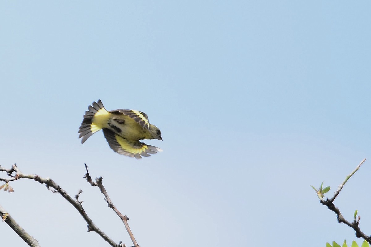 Hooded Siskin - ML645350694