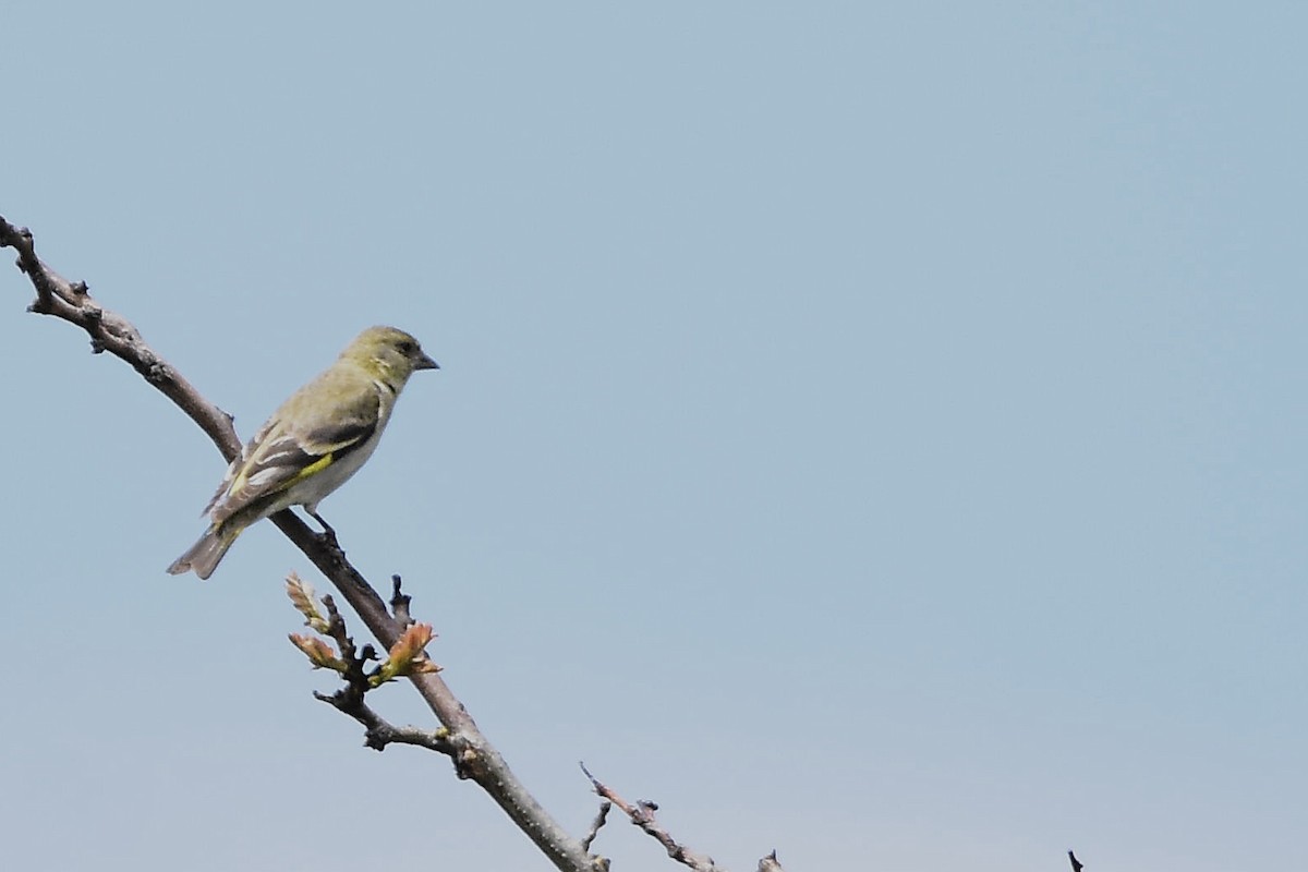 Hooded Siskin - ML645350695