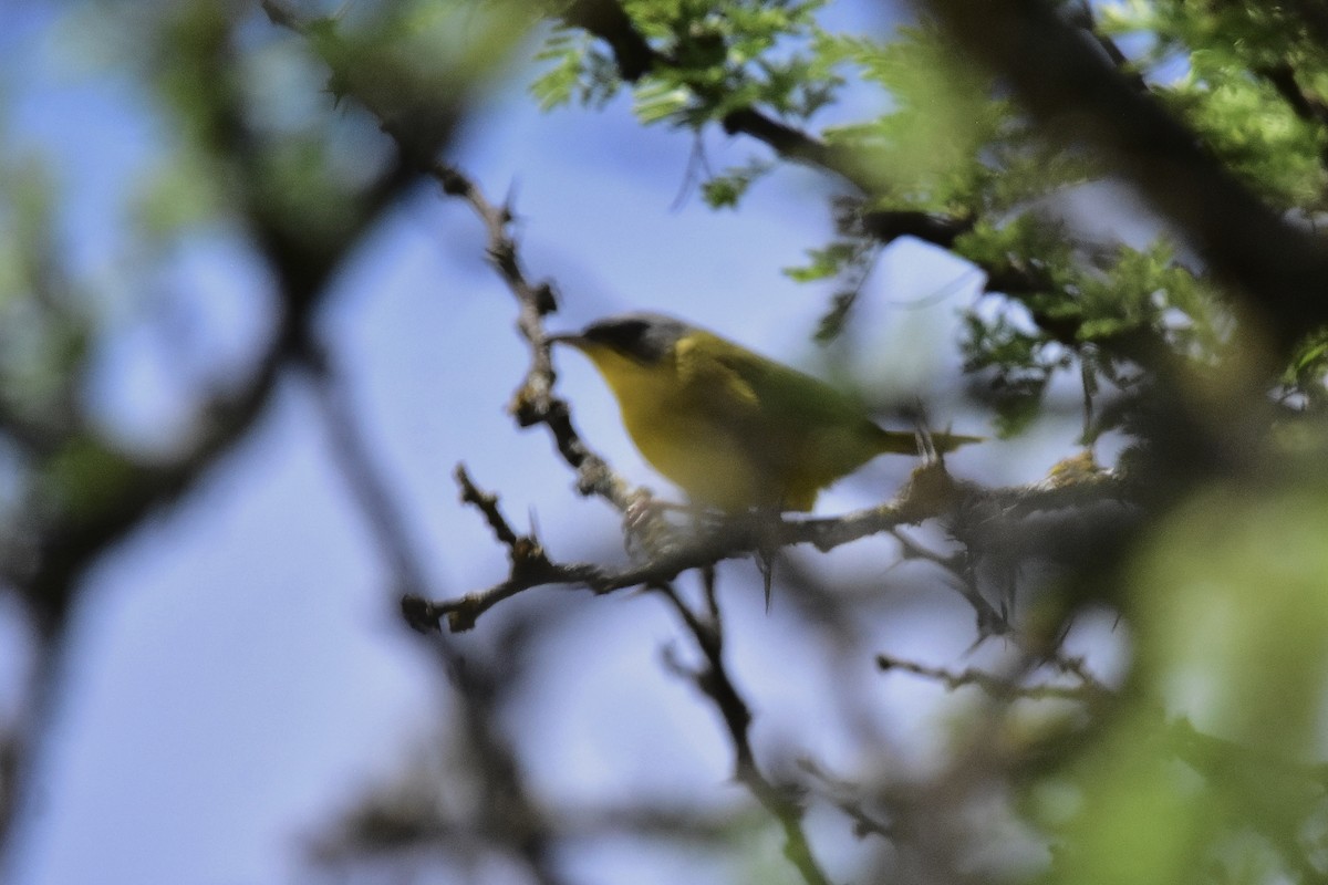 Paruline voilée - ML645350707