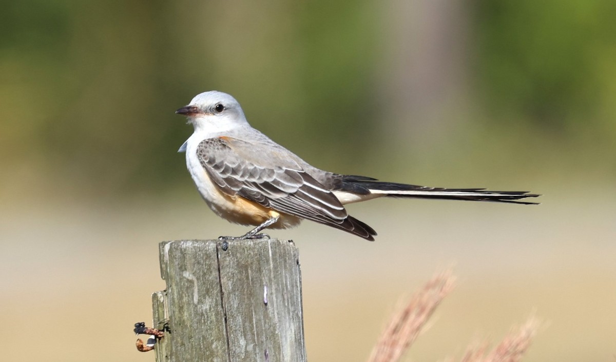 Scissor-tailed Flycatcher - ML645350717