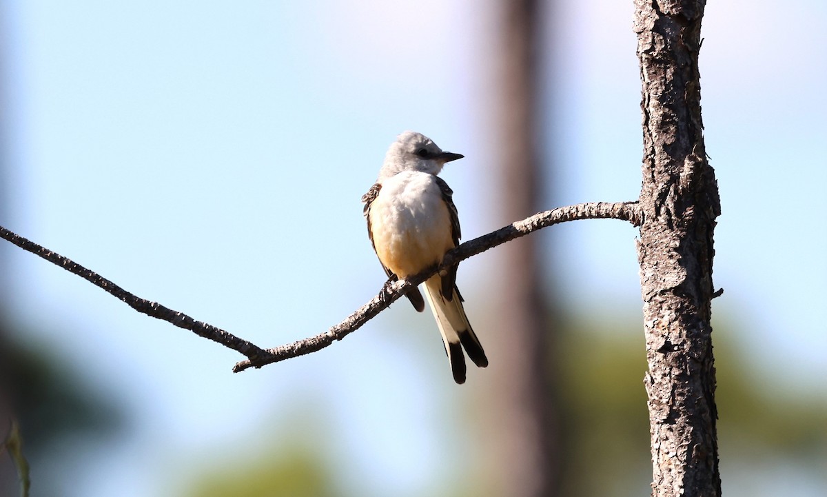 Scissor-tailed Flycatcher - ML645350718