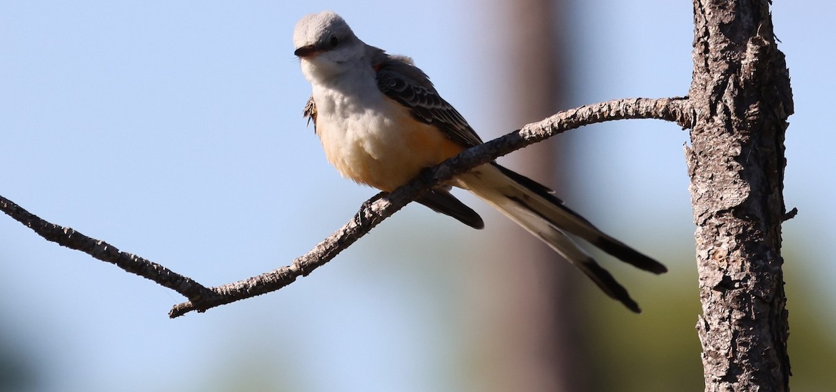 Scissor-tailed Flycatcher - ML645350719