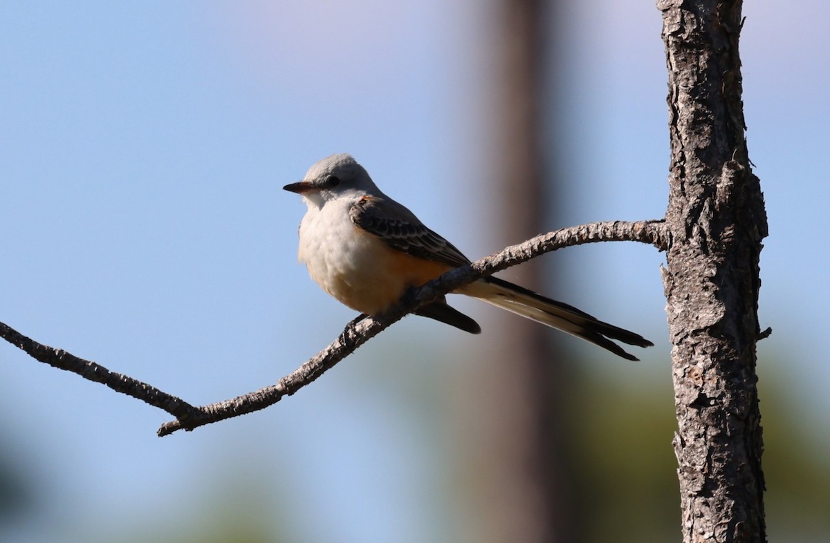 Scissor-tailed Flycatcher - ML645350720