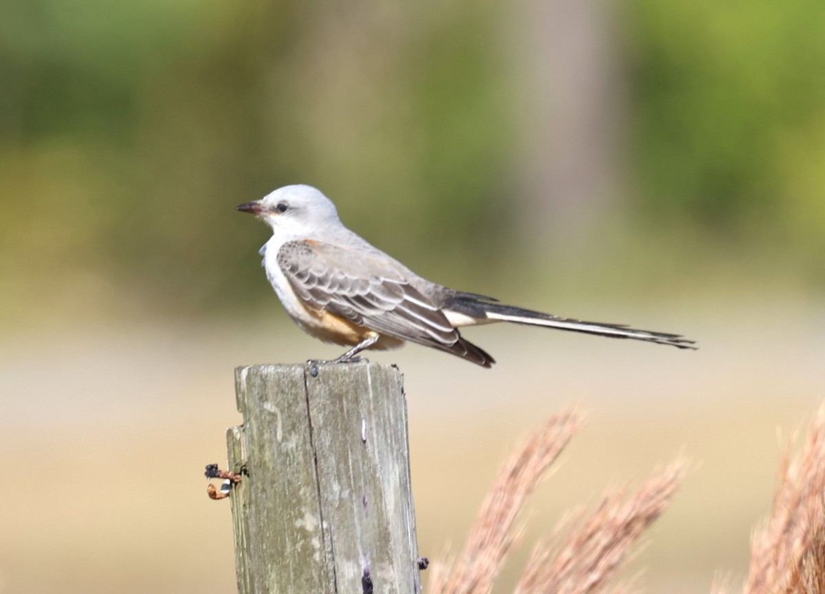 Scissor-tailed Flycatcher - ML645350721